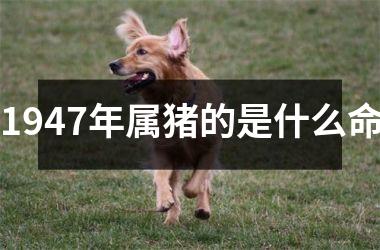 1947年属猪的是什么命