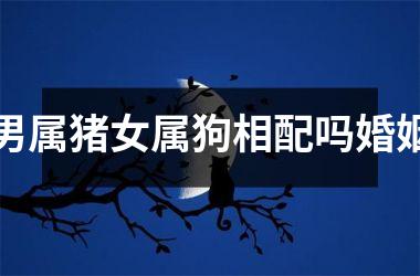 男属猪女属狗相配吗婚姻