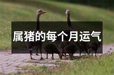 属猪的每个月运气