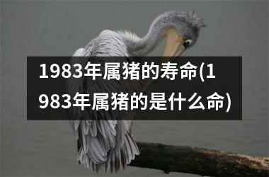 1983年属猪的寿命(1983年属猪的是什么命)