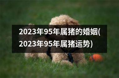 2025年95年属猪的婚姻(2025年95年属猪运势)