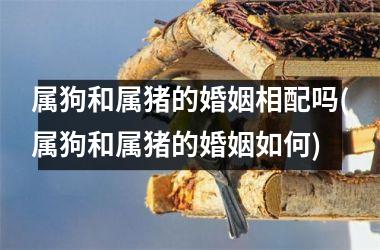 属狗和属猪的婚姻相配吗(属狗和属猪的婚姻如何)