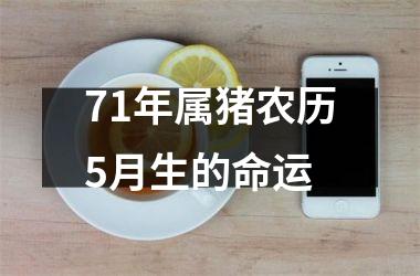 71年属猪农历5月生的命运