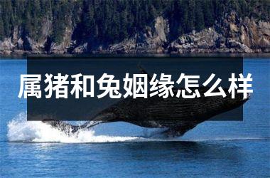 属猪和兔姻缘怎么样