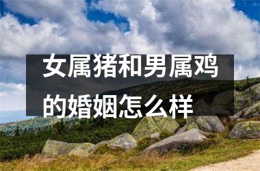 女属猪和男属鸡的婚姻怎么样