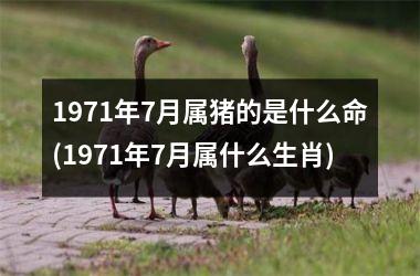 1971年7月属猪的是什么命(1971年7月属什么生肖)