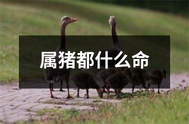 属猪都什么命