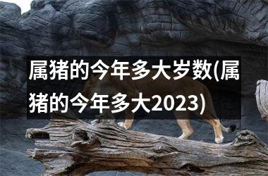 属猪的今年多大岁数(属猪的今年多大2023)