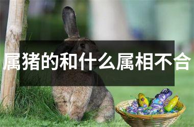 <h3>属猪的和什么属相不合
