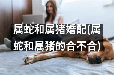 属蛇和属猪婚配(属蛇和属猪的合不合)