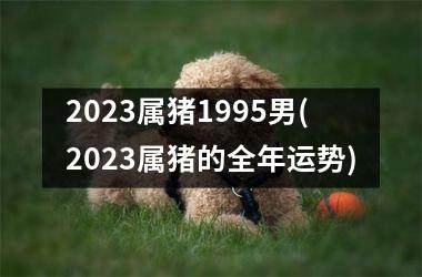 2025属猪1995男(2025属猪的全年运势)