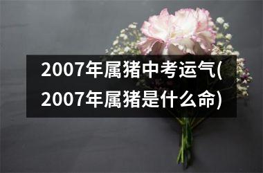 2007年属猪中考运气(2007年属猪是什么命)