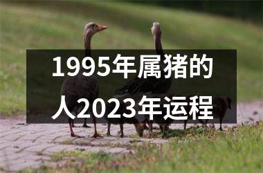 1995年属猪的人2023年运程