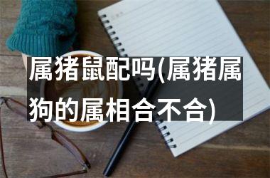 属猪鼠配吗(属猪属狗的属相合不合)