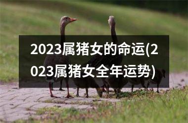 2023属猪女的命运(2023属猪女全年运势)