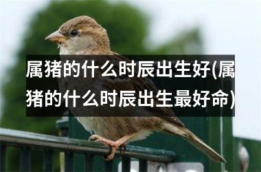 属猪的什么时辰出生好(属猪的什么时辰出生最好命)