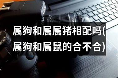 属狗和属属猪相配吗(属狗和属鼠的合不合)