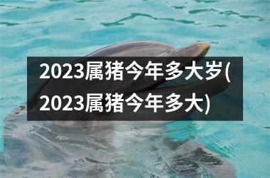 2025属猪今年多大岁(2025属猪今年多大)