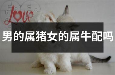 男的属猪女的属牛配吗