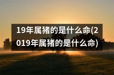 19年属猪的是什么命(2019年属猪的是什么命)