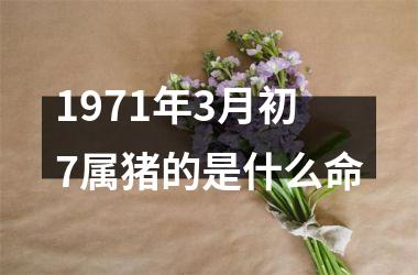 1971年3月初7属猪的是什么命