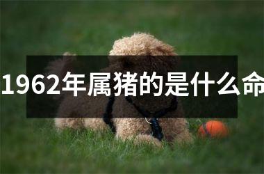 1962年属猪的是什么命