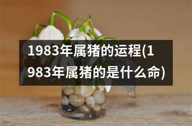 1983年属猪的运程(1983年属猪的是什么命)
