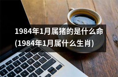 1984年1月属猪的是什么命(1984年1月属什么生肖)