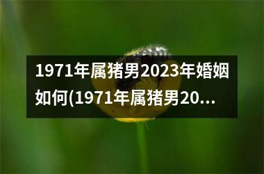 1971年属猪男2025年婚姻如何(1971年属猪男2025年运势及运程每月运程)