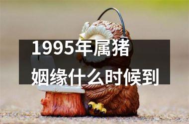 1995年属猪姻缘什么时候到