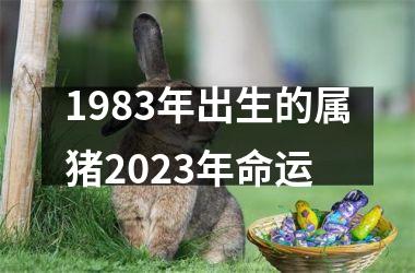 1983年出生的属猪2025年命运