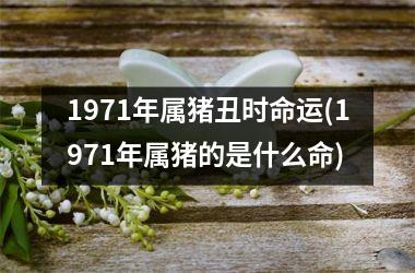 1971年属猪丑时命运(1971年属猪的是什么命)