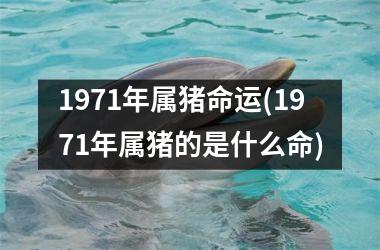 1971年属猪命运(1971年属猪的是什么命)