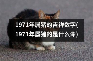 1971年属猪的吉祥数字(1971年属猪的是什么命)