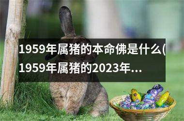 1959年属猪的本命佛是什么(1959年属猪的2025年的运势及运程)