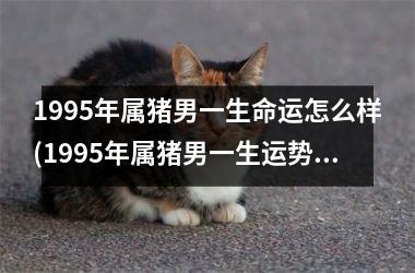 <h3>1995年属猪男一生命运怎么样(1995年属猪男一生运势)