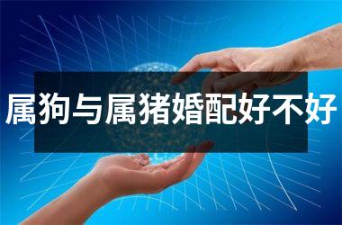 属狗与属猪婚配好不好