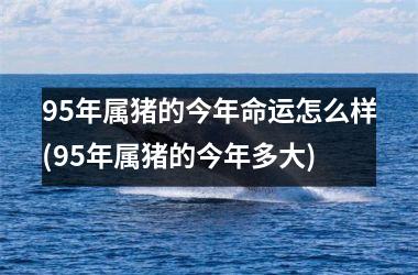 95年属猪的今年命运怎么样(95年属猪的今年多大)
