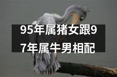 95年属猪女跟97年属牛男相配