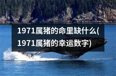 1971属猪的命里缺什么(1971属猪的幸运数字)