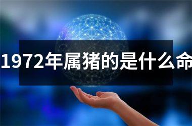 1972年属猪的是什么命