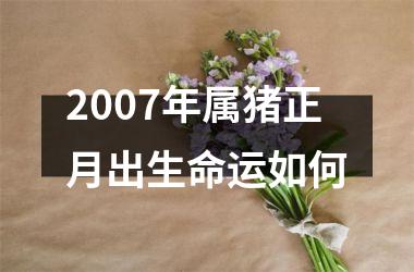 2007年属猪正月出生命运如何