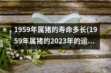 1959年属猪的寿命多长(1959年属猪的2025年的运势及运程)