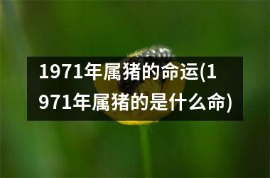 1971年属猪的命运(1971年属猪的是什么命)