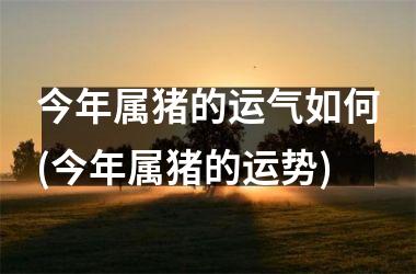 今年属猪的运气如何(今年属猪的运势)