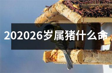202526岁属猪什么命