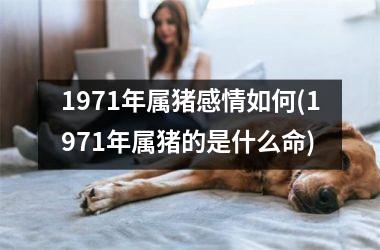 1971年属猪感情如何(1971年属猪的是什么命)