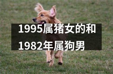 1995属猪女的和1982年属狗男