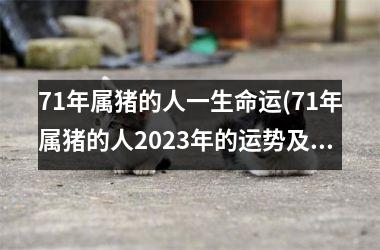 71年属猪的人一生命运(71年属猪的人2025年的运势及运程)