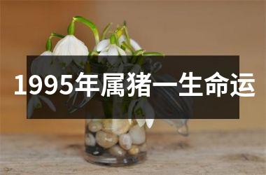 1995年属猪一生命运